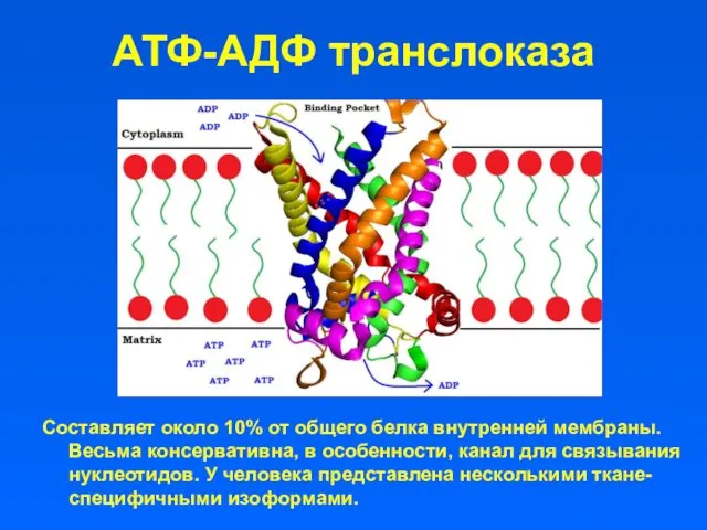 АТФ-АДФ транслоказа Составляет около 10% от общего белка внутренней мембраны. Весьма