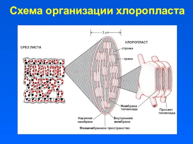 Схема организации хлоропласта