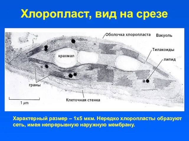 Хлоропласт, вид на срезе Характерный размер – 1х5 мкм. Нередко хлоропласты