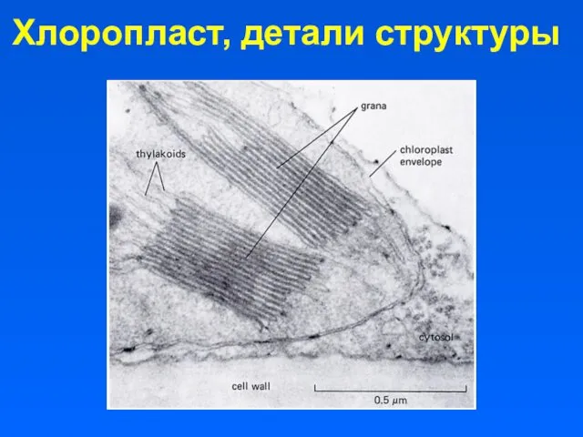 Хлоропласт, детали структуры