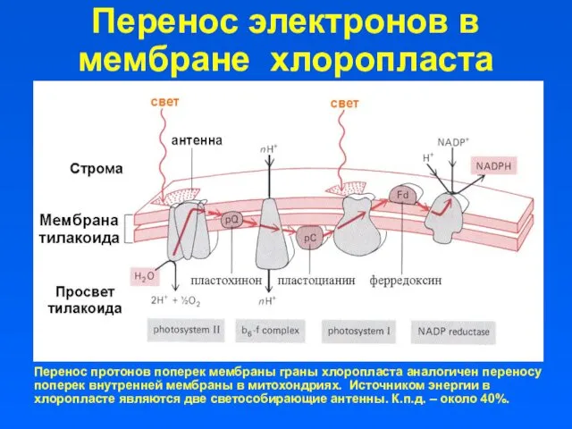 Перенос электронов в мембране хлоропласта Перенос протонов поперек мембраны граны хлоропласта