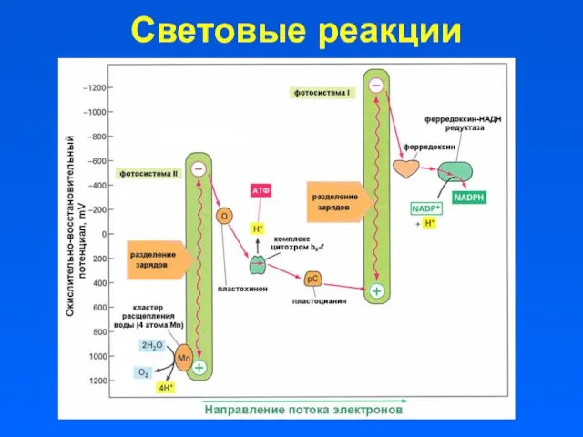 Световые реакции