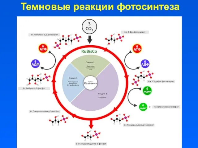 Темновые реакции фотосинтеза