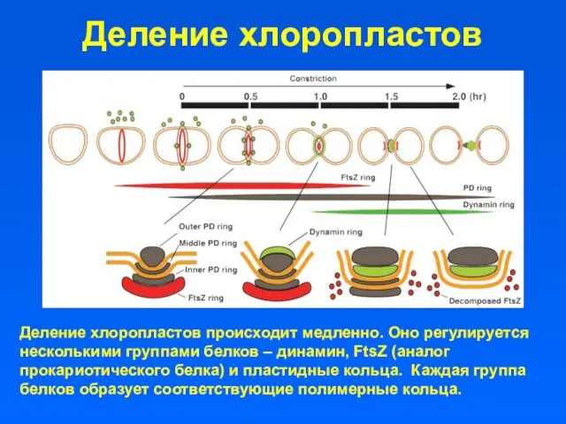 Деление хлоропластов Деление хлоропластов происходит медленно. Оно регулируется несколькими группами белков