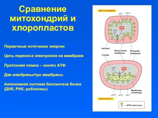 Сравнение митохондрий и хлоропластов Первичные источники энергии Цепь переноса электронов на