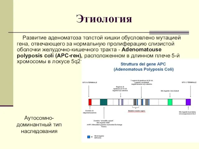 Этиология Развитие аденоматоза толстой кишки обусловлено мутацией гена, отвечающего за нормальную