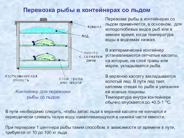 Перевозка рыбы в контейнерах со льдом Контейнер для перевозки рыбы со