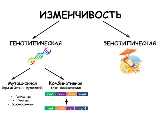 ИЗМЕНЧИВОСТЬ ГЕНОТИПИЧЕСКАЯ ФЕНОТИПИЧЕСКАЯ Мутационная (при действии мутагенов) Комбинативная (при размножении) ген1