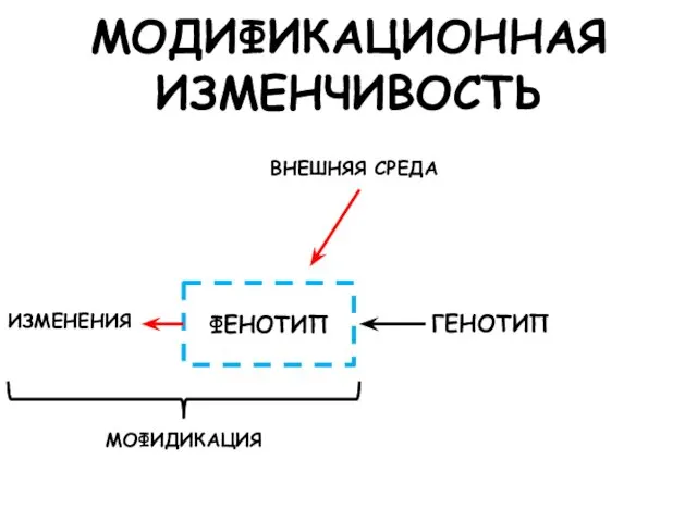 МОДИФИКАЦИОННАЯ ИЗМЕНЧИВОСТЬ ГЕНОТИП ФЕНОТИП ВНЕШНЯЯ СРЕДА ИЗМЕНЕНИЯ МОФИДИКАЦИЯ