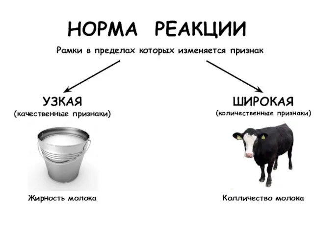 НОРМА РЕАКЦИИ Рамки в пределах которых изменяется признак УЗКАЯ (качественные признаки)