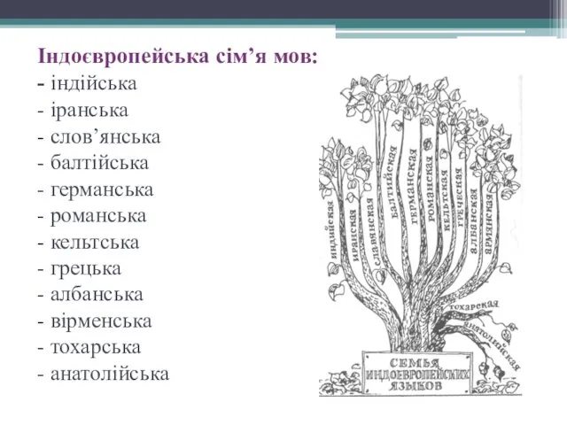 Індоєвропейська сім’я мов: - індійська - іранська - слов’янська - балтійська