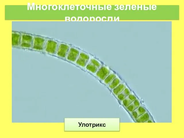 Многоклеточные зеленые водоросли Улотрикс