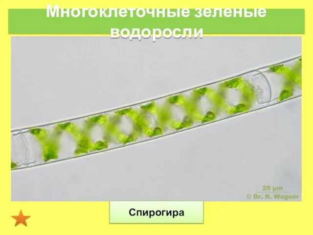 Многоклеточные зеленые водоросли Спирогира