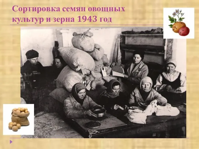Сортировка семян овощных культур и зерна 1943 год