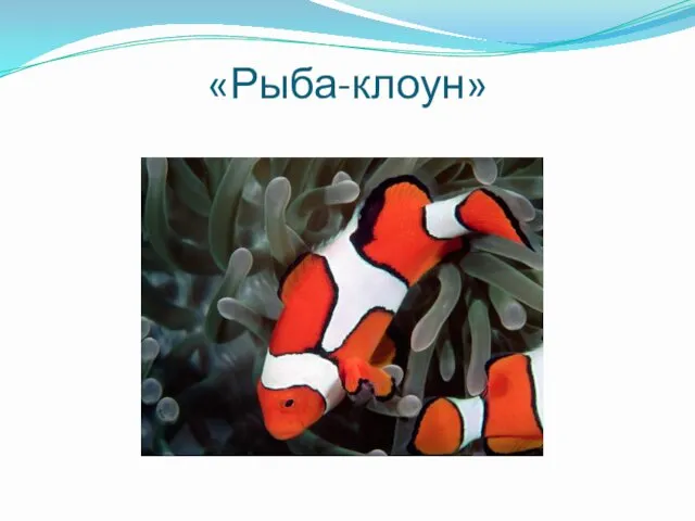 «Рыба-клоун»