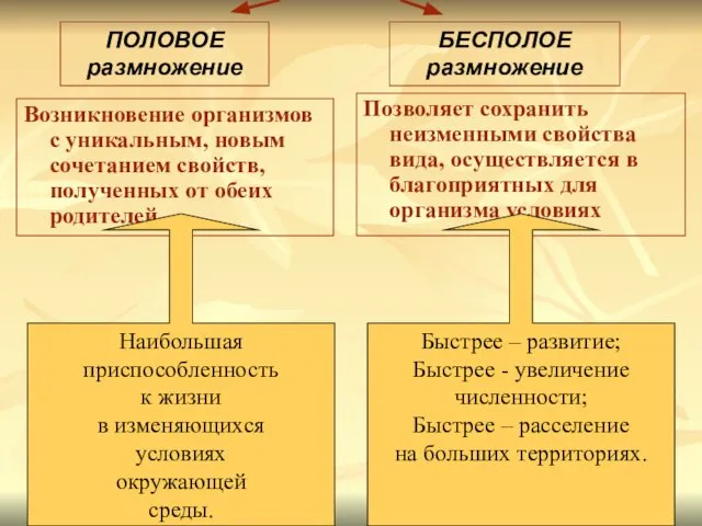 Возникновение организмов с уникальным, новым сочетанием свойств, полученных от обеих родителей