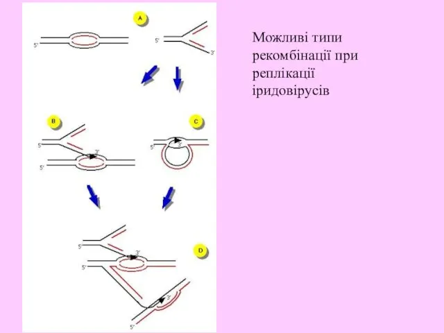 Можливі типи рекомбінації при реплікації іридовірусів