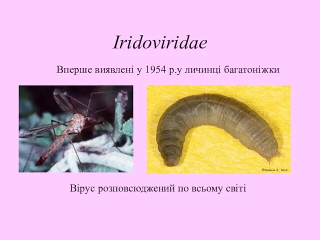 Iridoviridae Вперше виявлені у 1954 р.у личинці багатоніжки Вірус розповсюджений по всьому світі