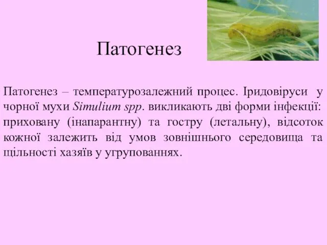 Патогенез Патогенез – температурозалежний процес. Іридовіруси у чорної мухи Simulium spp.