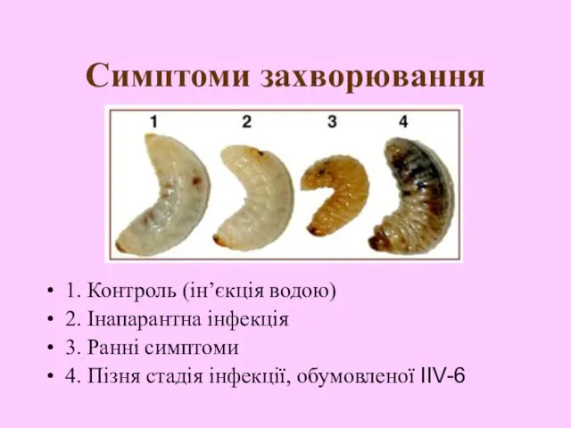 Симптоми захворювання 1. Контроль (ін’єкція водою) 2. Інапарантна інфекція 3. Ранні