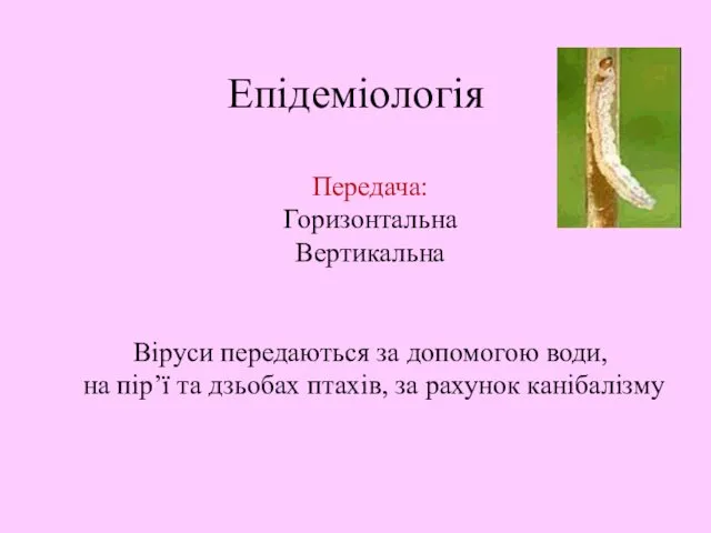 Епідеміологія Передача: Горизонтальна Вертикальна Віруси передаються за допомогою води, на пір’ї