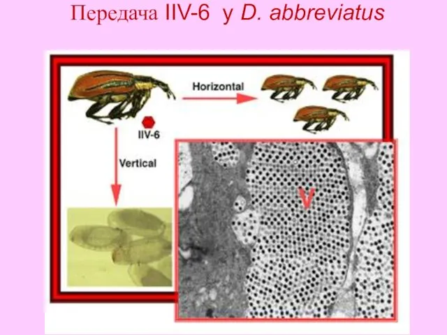 Передача IIV-6 у D. abbreviatus