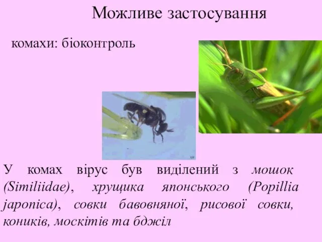 Можливе застосування комахи: біоконтроль У комах вірус був виділений з мошок