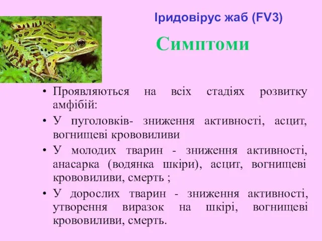 Cимптоми Проявляються на всіх стадіях розвитку амфібій: У пуголовків- зниження активності,