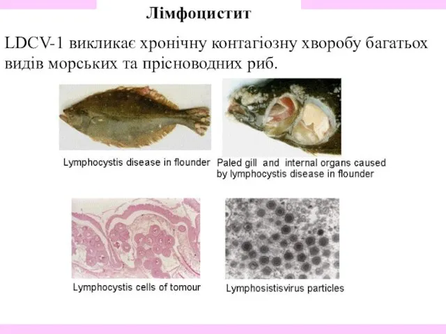 Лімфоцистит LDCV-1 викликає хронічну контагіозну хворобу багатьох видів морських та прісноводних риб.