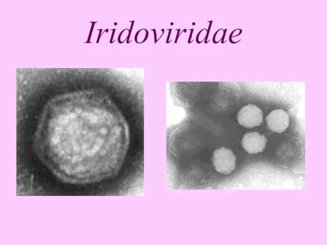 Iridoviridae