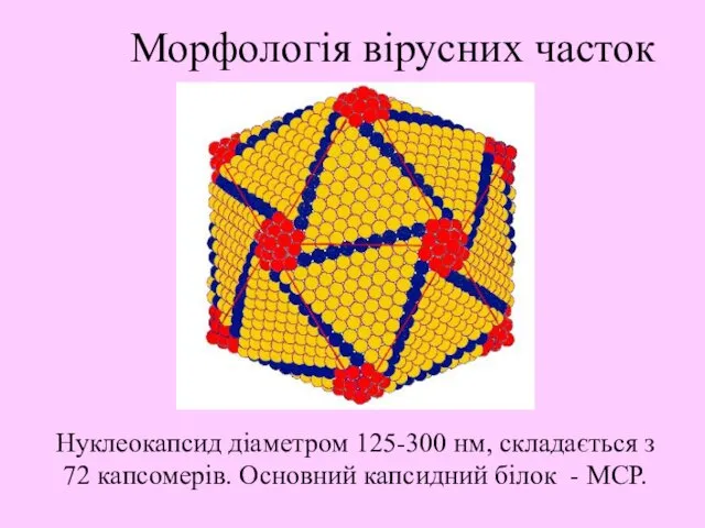 Нуклеокапсид діаметром 125-300 нм, складається з 72 капсомерів. Основний капсидний білок - МСР. Морфологія вірусних часток