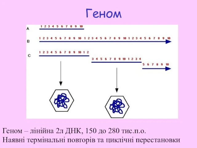 Геном Геном – лінійна 2л ДНК, 150 дo 280 тис.п.о. Наявні термінальні повторів та циклічні перестановки