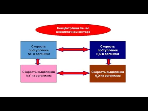 Концентрация Na+ во внеклеточном секторе Скорость поступления Na+ в организм Скорость