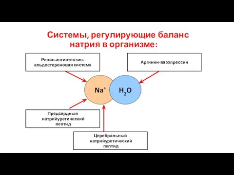 Системы, регулирующие баланс натрия в организме: Na+ H2O Ренин-ангиотензин- альдостероновая система