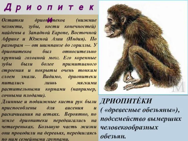 Дриопитеки ДРИОПИТЕ́КИ ( «древесные обезьяны»), подсемейство вымерших человекообразных обезьян.