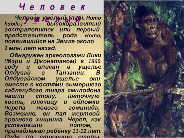 Челове́к уме́лый (лат. Homo habilis) — высокоразвитый австралопитек или первый представитель