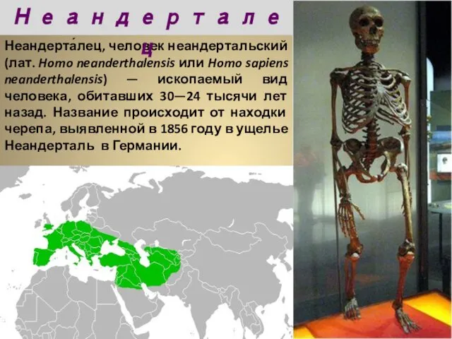 Неандерта́лец, человек неандертальский (лат. Homo neanderthalensis или Homo sapiens neanderthalensis) —