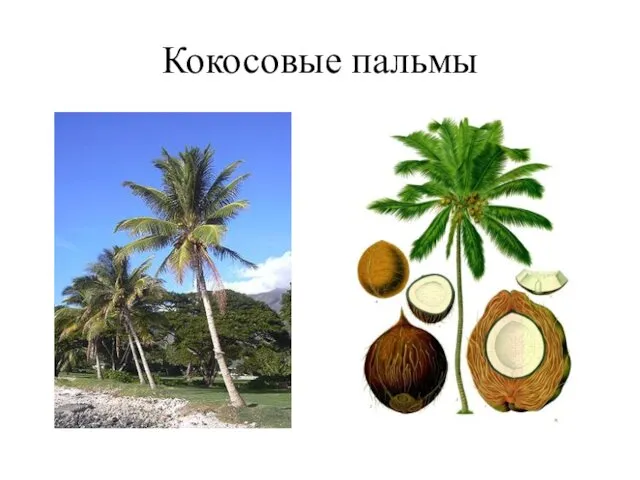 Кокосовые пальмы