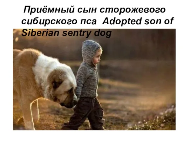 Приёмный сын сторожевого сибирского пса Adopted son of Siberian sentry dog