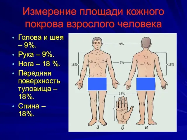 Измерение площади кожного покрова взрослого человека Голова и шея – 9%.
