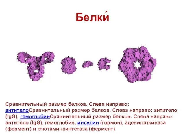 Белки́ Сравнительный размер белков. Слева направо: антителоСравнительный размер белков. Слева направо: