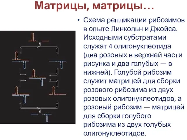 Матрицы, матрицы… Схема репликации рибозимов в опыте Линкольн и Джойса. Исходными
