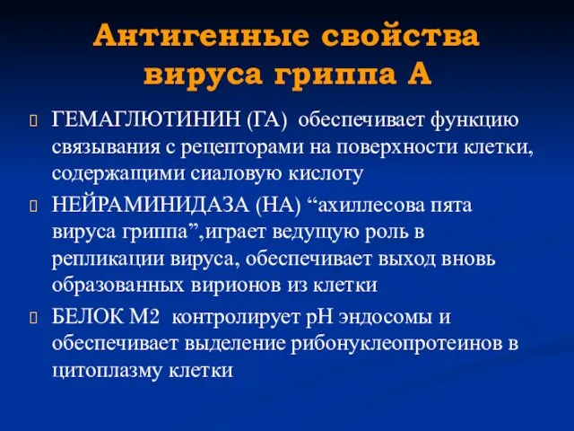 Антигенные свойства вируса гриппа А ГЕМАГЛЮТИНИН (ГА) обеспечивает функцию связывания с