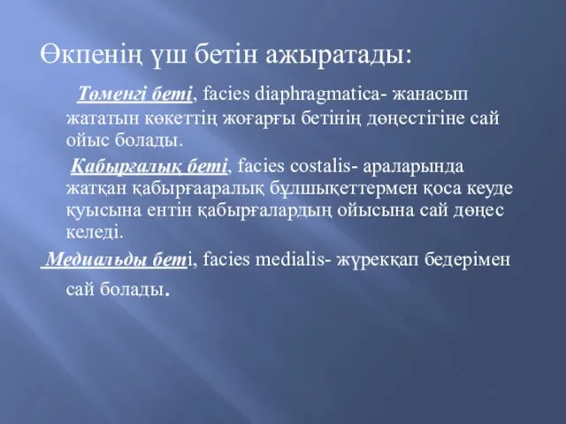 Өкпенің үш бетін ажыратады: Төменгі беті, facies diaphragmatica- жанасып жататын көкеттің