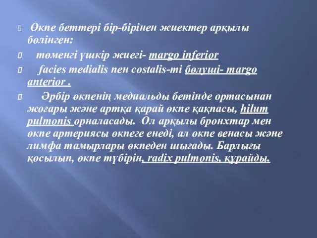 Өкпе беттері бір-бірінен жиектер арқылы бөлінген: төменгі үшкір жиегі- margo inferior