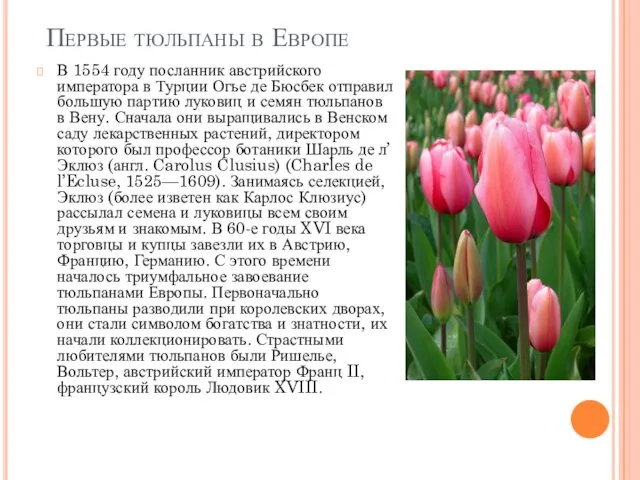 Первые тюльпаны в Европе В 1554 году посланник австрийского императора в