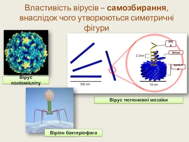 Властивість вірусів – самозбирання, внаслідок чого утворюються симетричні фігури Вірус тютюнової мозаїки Вірус поліомієліту Віріон бактеріофага