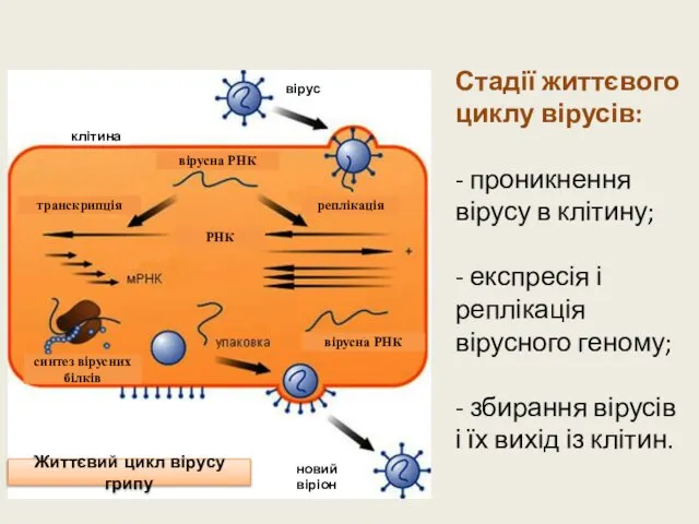 Стадії життєвого циклу вірусів: - проникнення вірусу в клітину; - експресія