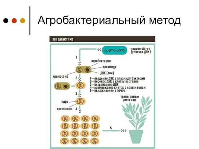 Агробактериальный метод