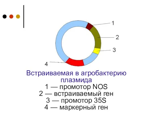 Встраиваемая в агробактерию плазмида 1 — промотор NOS 2 — встраиваемый